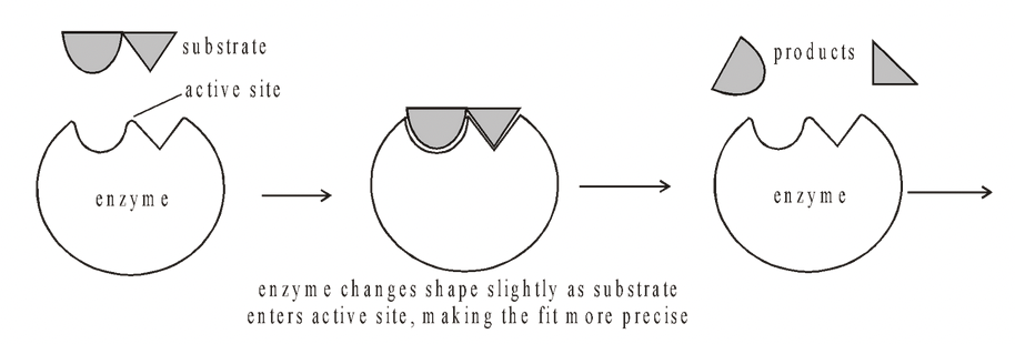 Mechanism of Enzyme Action